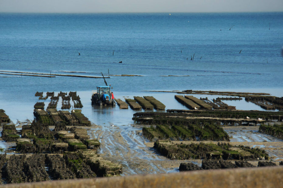 Photo showing the management of oyster cultures at the coast of Brittany near Mont Saint-Michel during ebb tide.